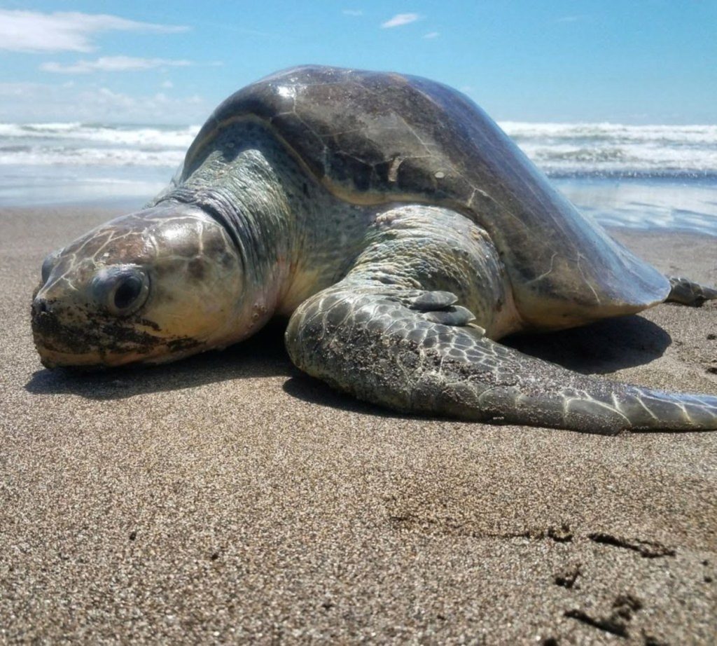 Olive-Ridley-Turtle-Lepidochelys-olivacea bucear con tortugas