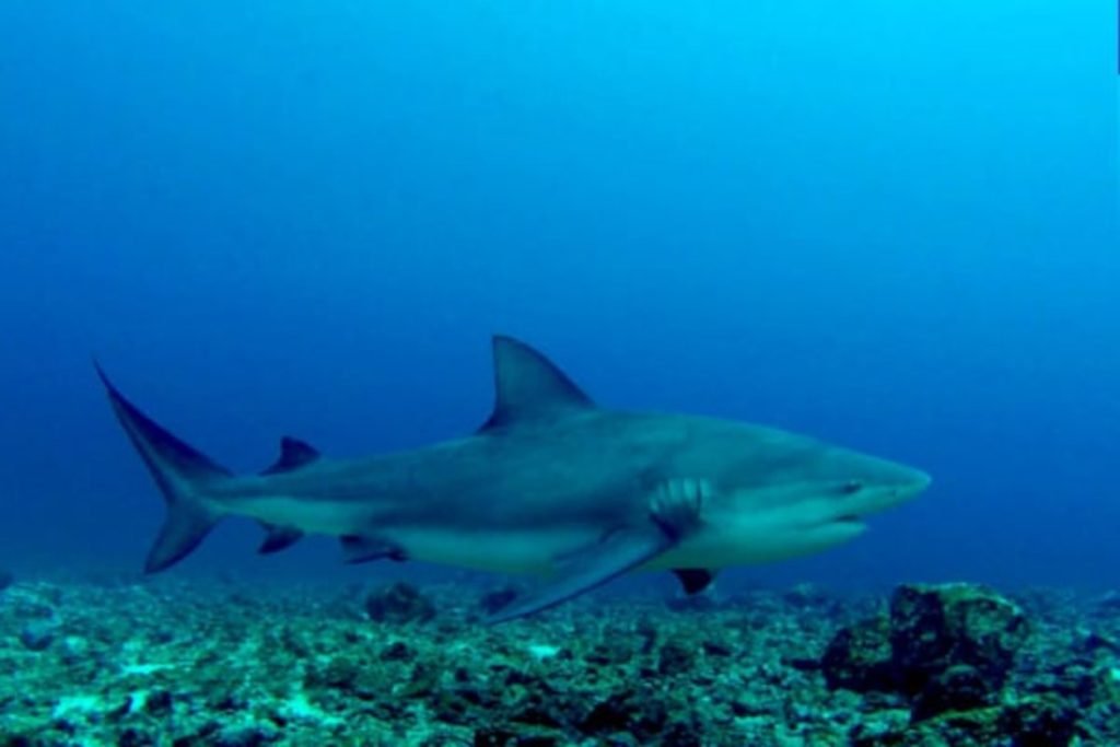 Tiburón Toro en las islas murciélago