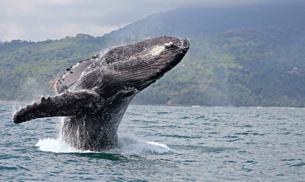 Whale watching Tour at Bahía Ballena