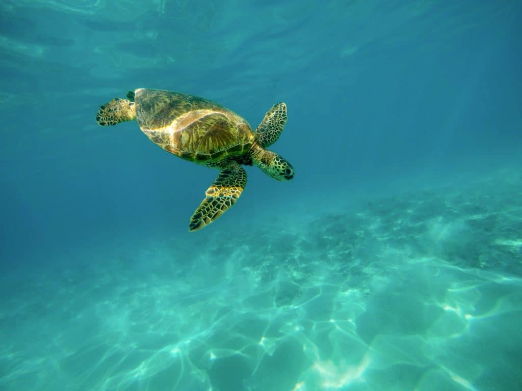 A beautiful closeup shot of a large turtle swimming underwater in the ocean