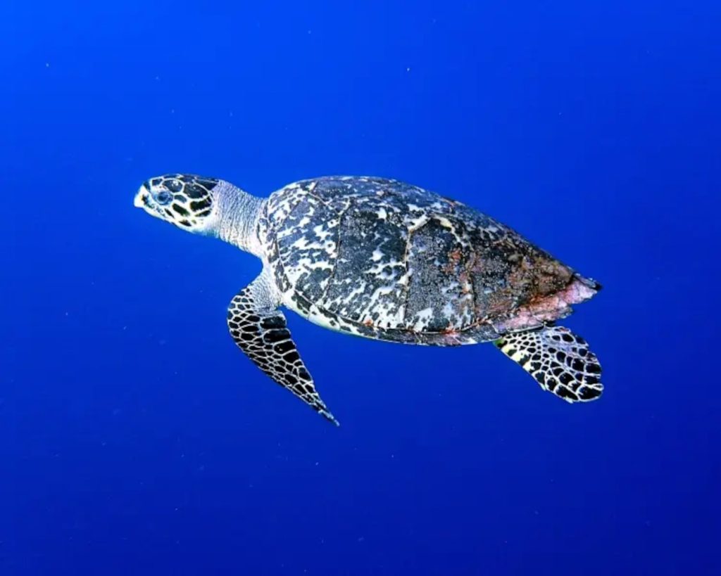 carey-turtle-in-costa-rica bucear con tortugas