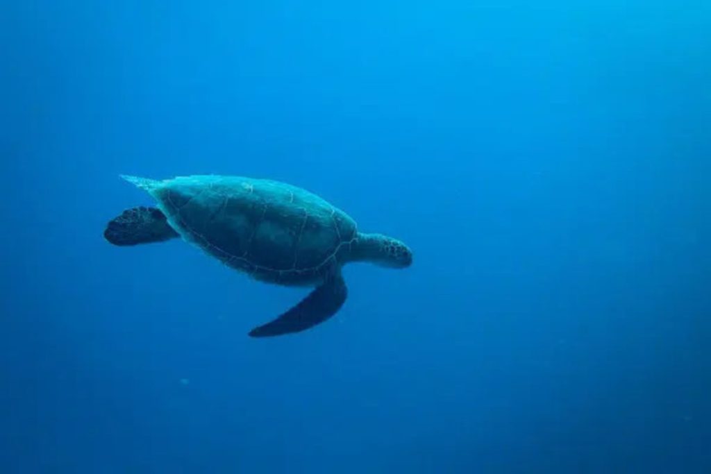 costa-rica-diving-turttle