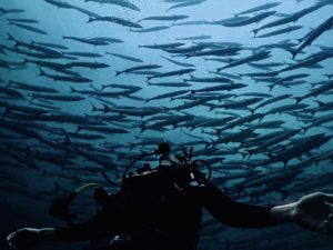 diver-amazed-by-marine-life