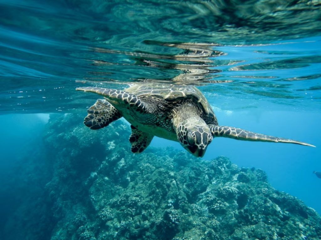 Cano Island diving with turtles in Costa Rica