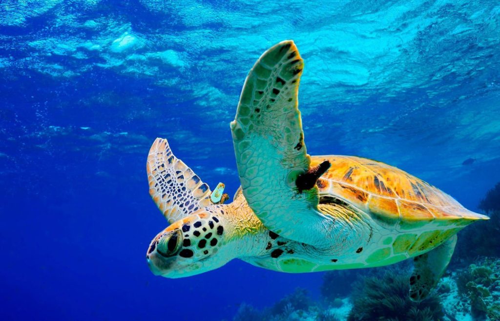 green turtle