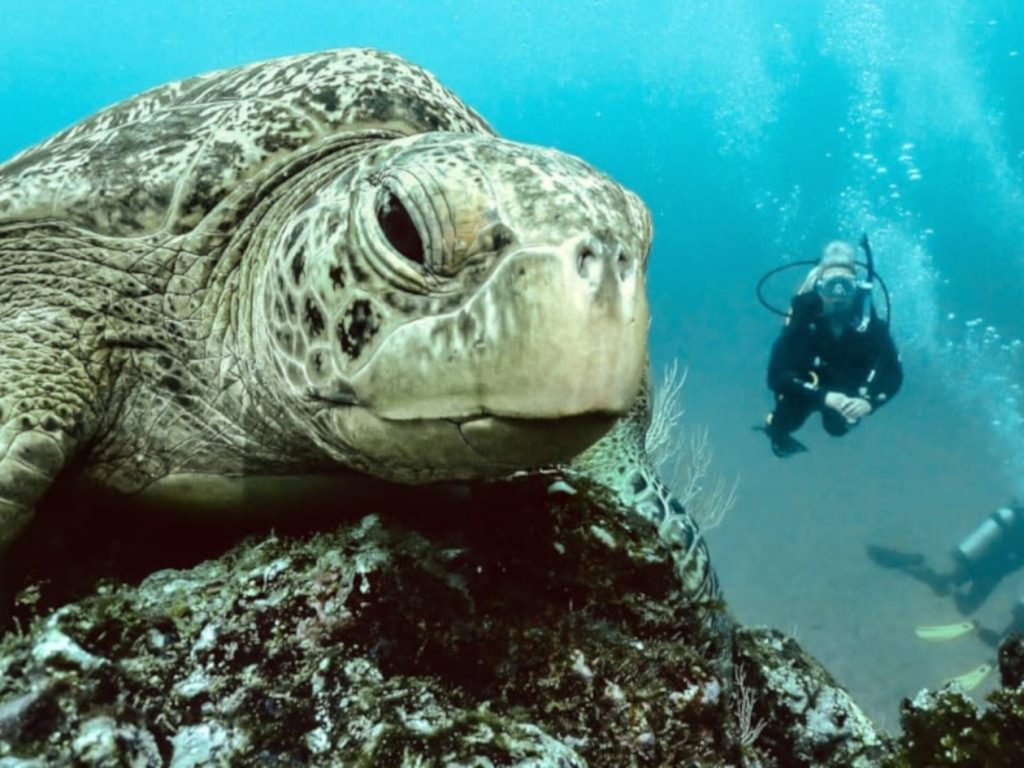 huge diving turtle cano island