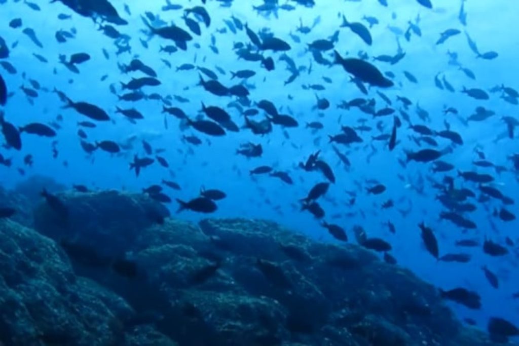 Peces en la Isla del Caño