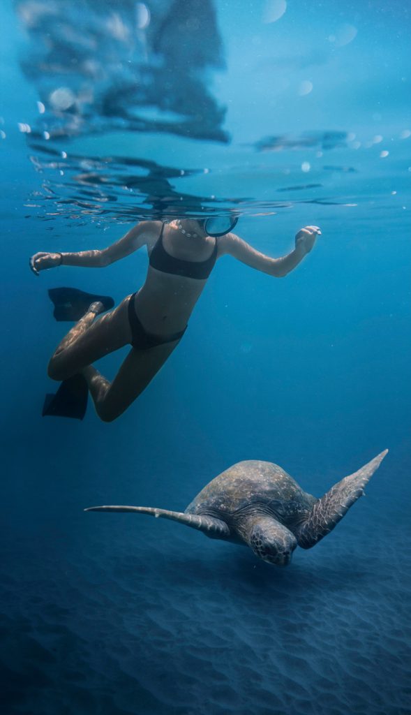 snorkeler diving with a beutiful turtle