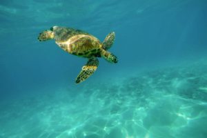 huge turtle-cano-island