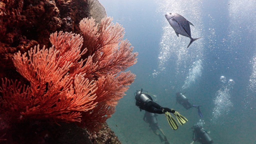 arrecife de coral en costa rica