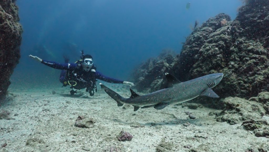 buzo observando a tiburón en costa rica