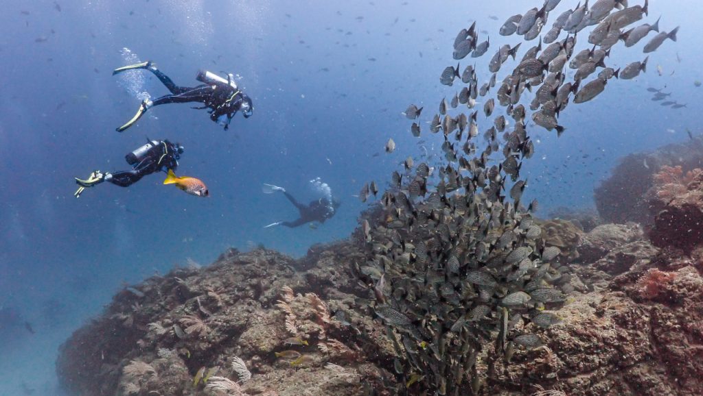 divers and fishes Costa Rica