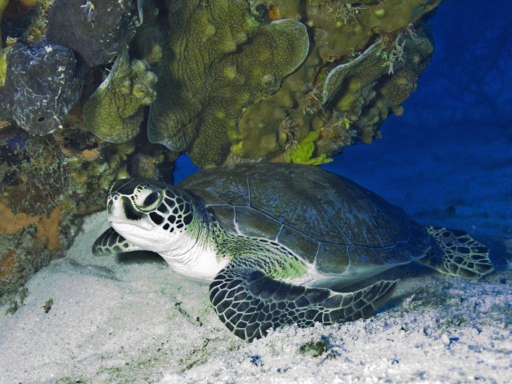 Green turtle