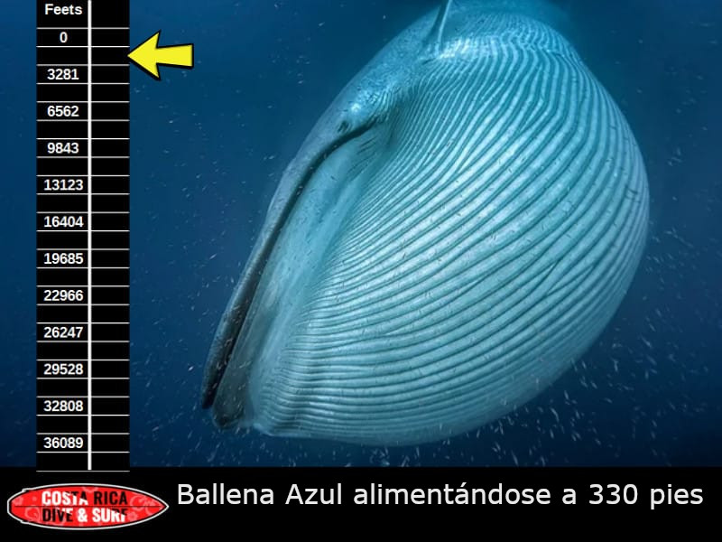 330 pies de profundidad- ballena azul