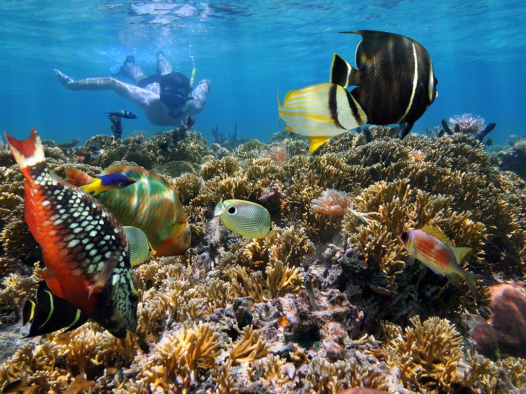 snorkeling in puerto viejo costa rica