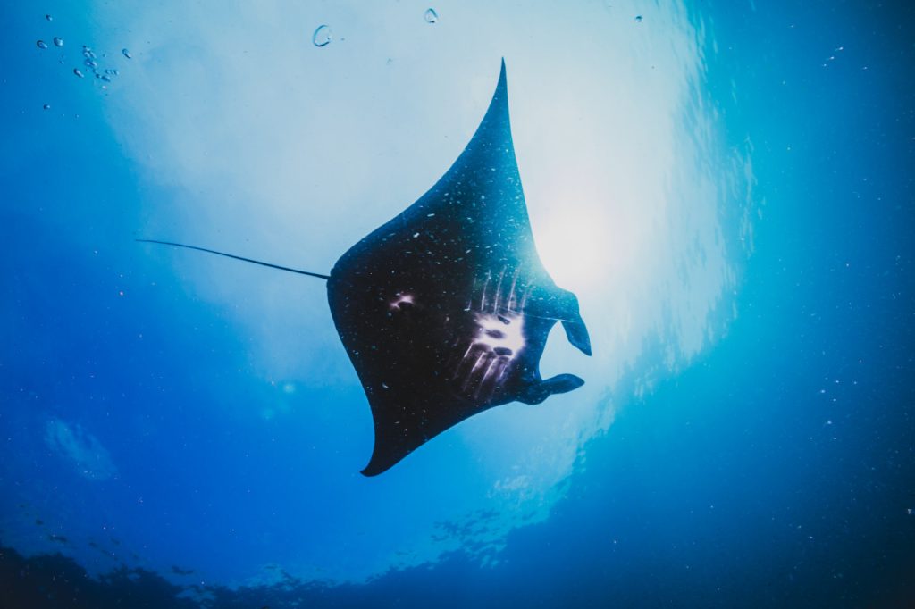 buceo con mantarrayas