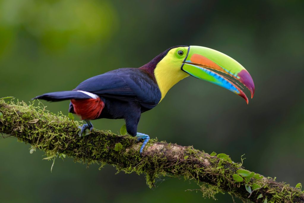 Uvita birds of Costa Rica