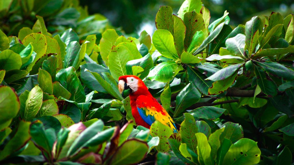 Corcovado National Park guacamayo