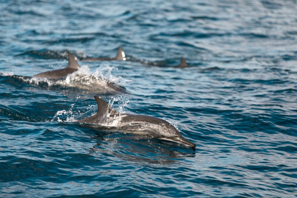 delfines en kona hawai