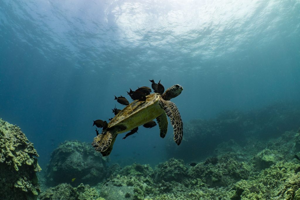 kona honu divers