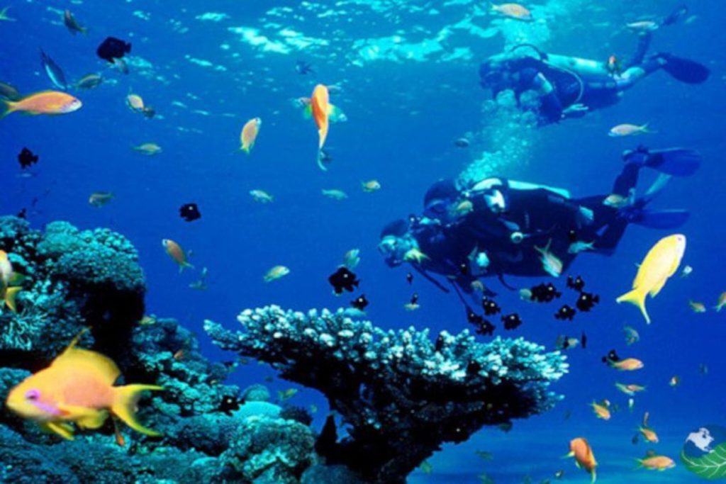 Tres buzos frente a increíble vista de peces de colores en la Isla del Caño