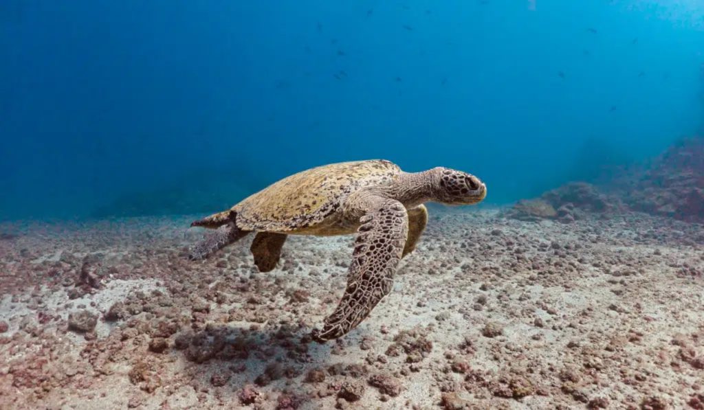 turtle at gardens cano island