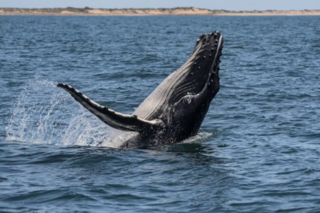whale watching marino ballena costa rica