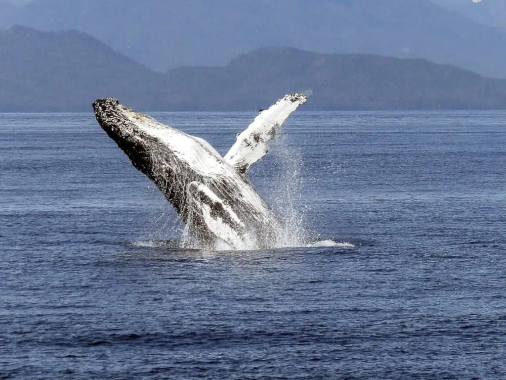 Avistamiento de ballena jorobada saltando de manera increible fuera del agua-Isla del Caño Costa Rica