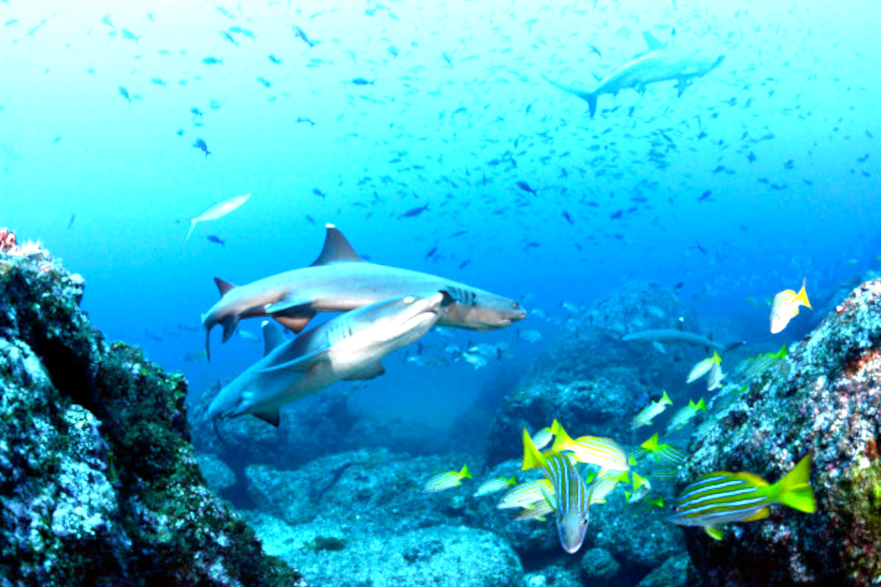 Buceo en Ojochal Costa Rica