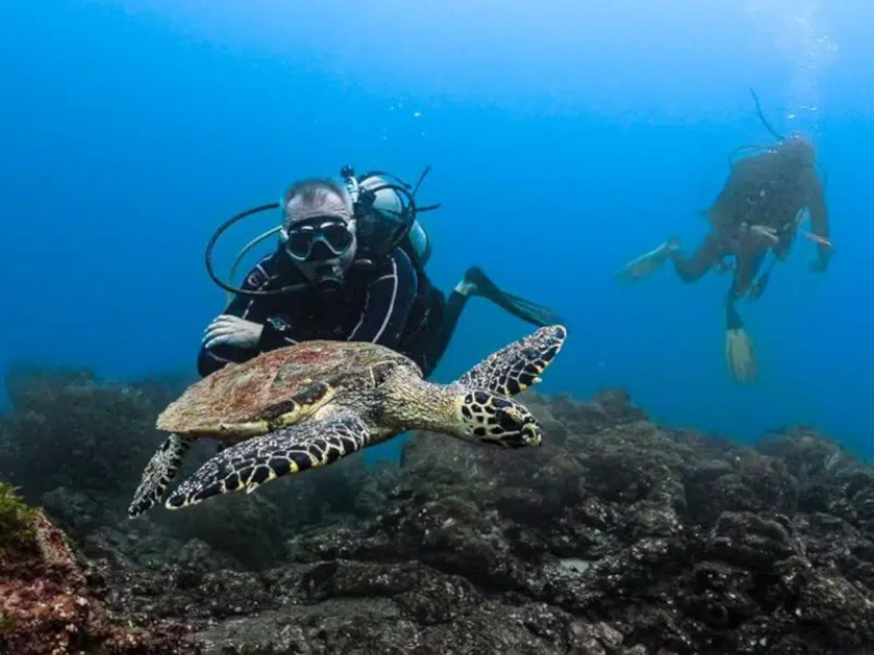 buzos ven a tortuga enorme durante la inmersión