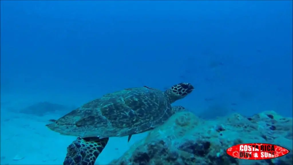 tortuga en la Isla del Caño