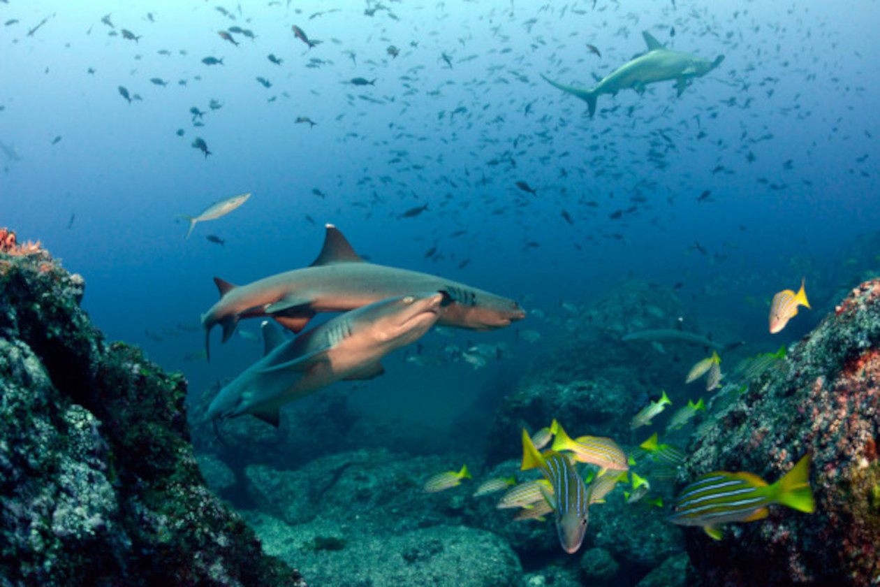 sharks and fishes in Costa Rica