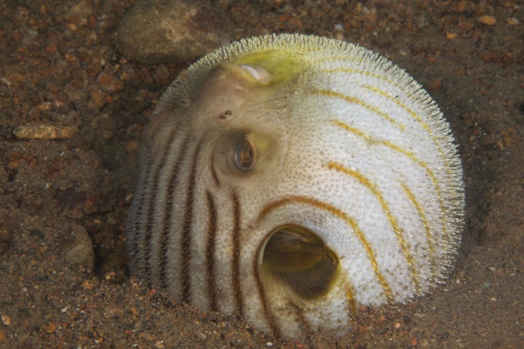 Inflated puffer fish