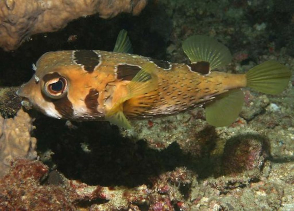 Tetraodontidae-Bahia-Culebra-Costa-Rica