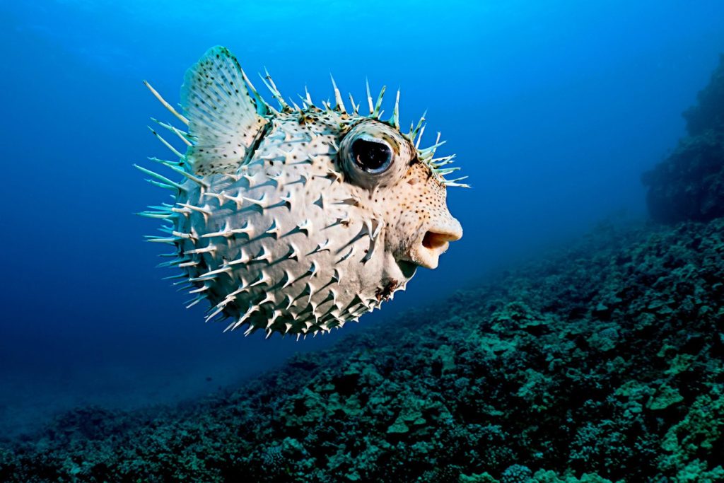 puffer fish cycle life