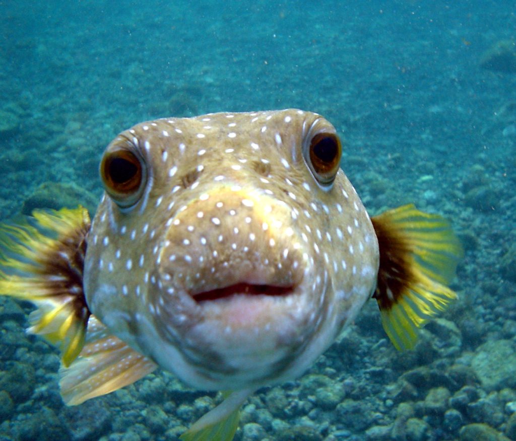 puffer fish feeding