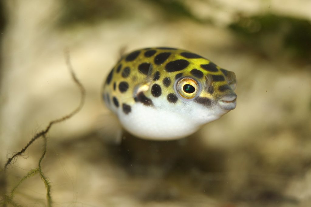 Freshwater puffer fish