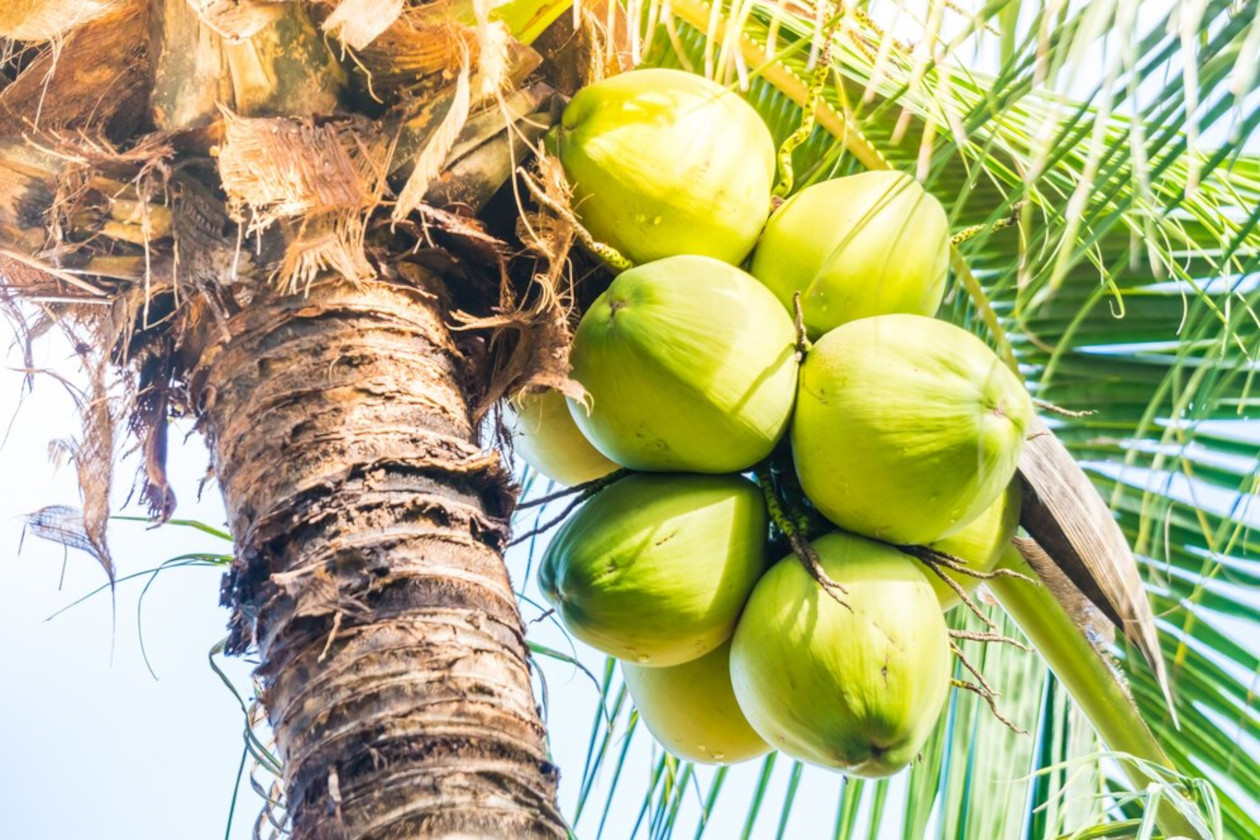 coconuts tree