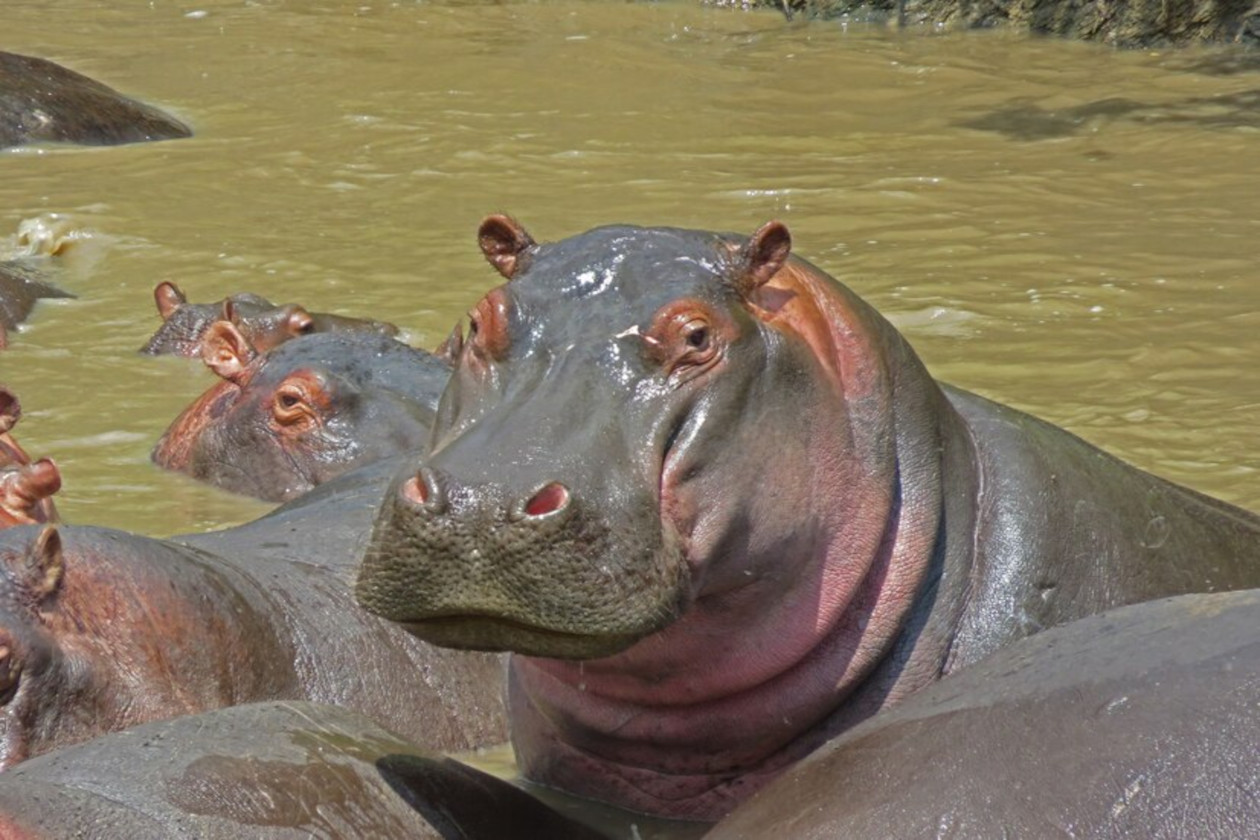 grupo de hipopótamos