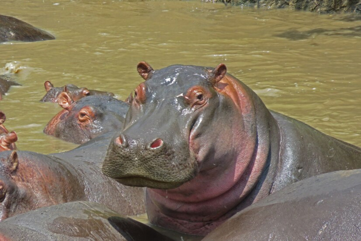 hippo