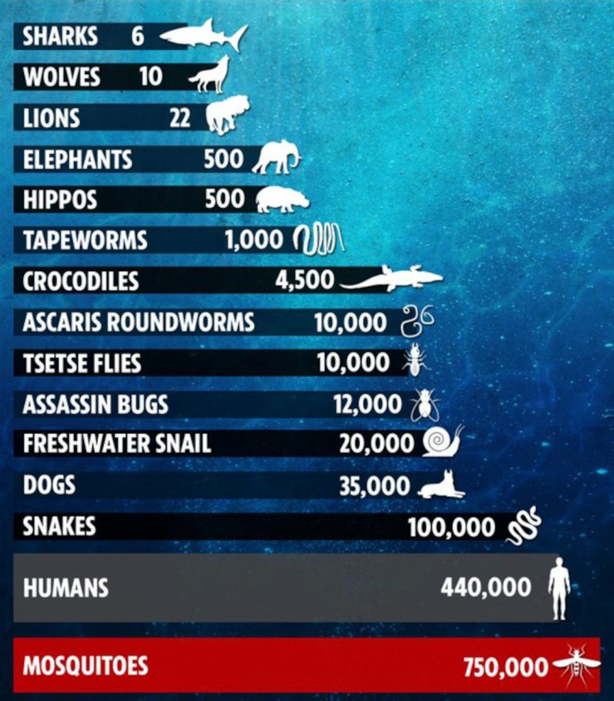 cuadro comparativo -tiburón vs otros animasles