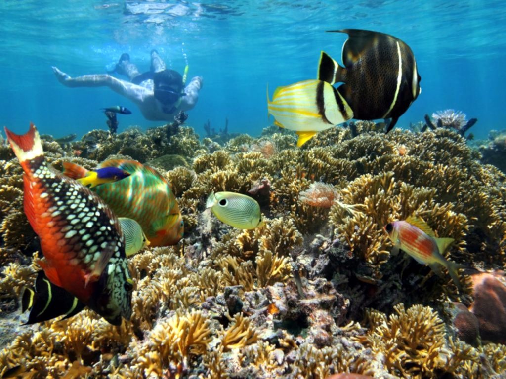 snorkel-en-puerto-viejo