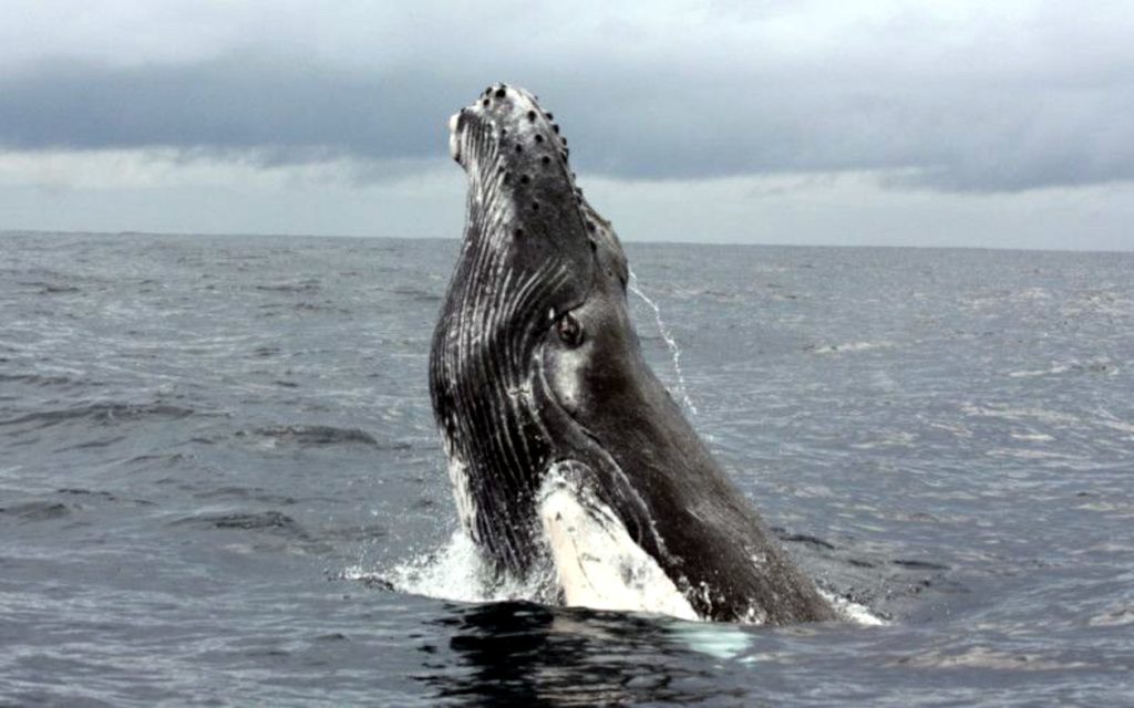 Avistamiento de ballena Parque Nacional Marino Ballena Costa Rica