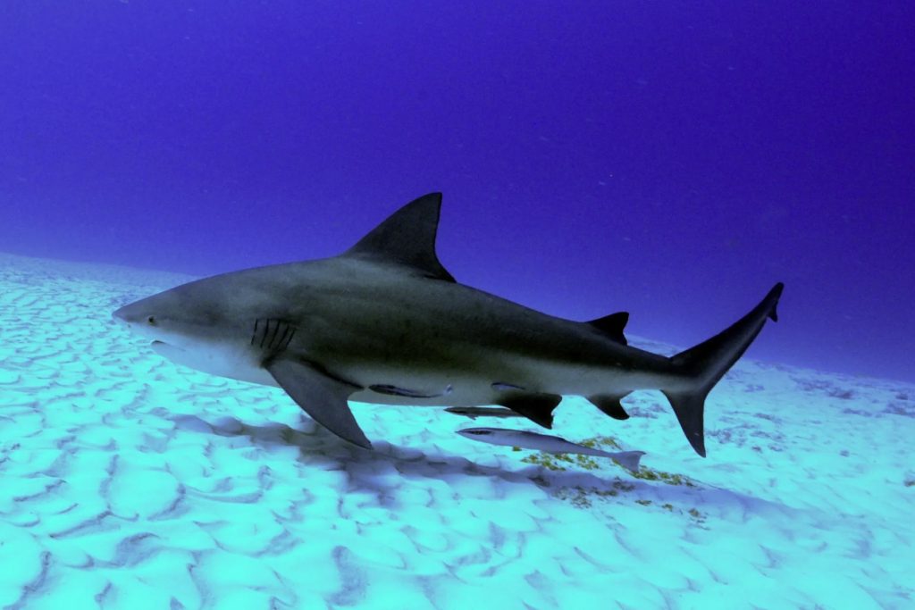 bull shark at bat island costa rica