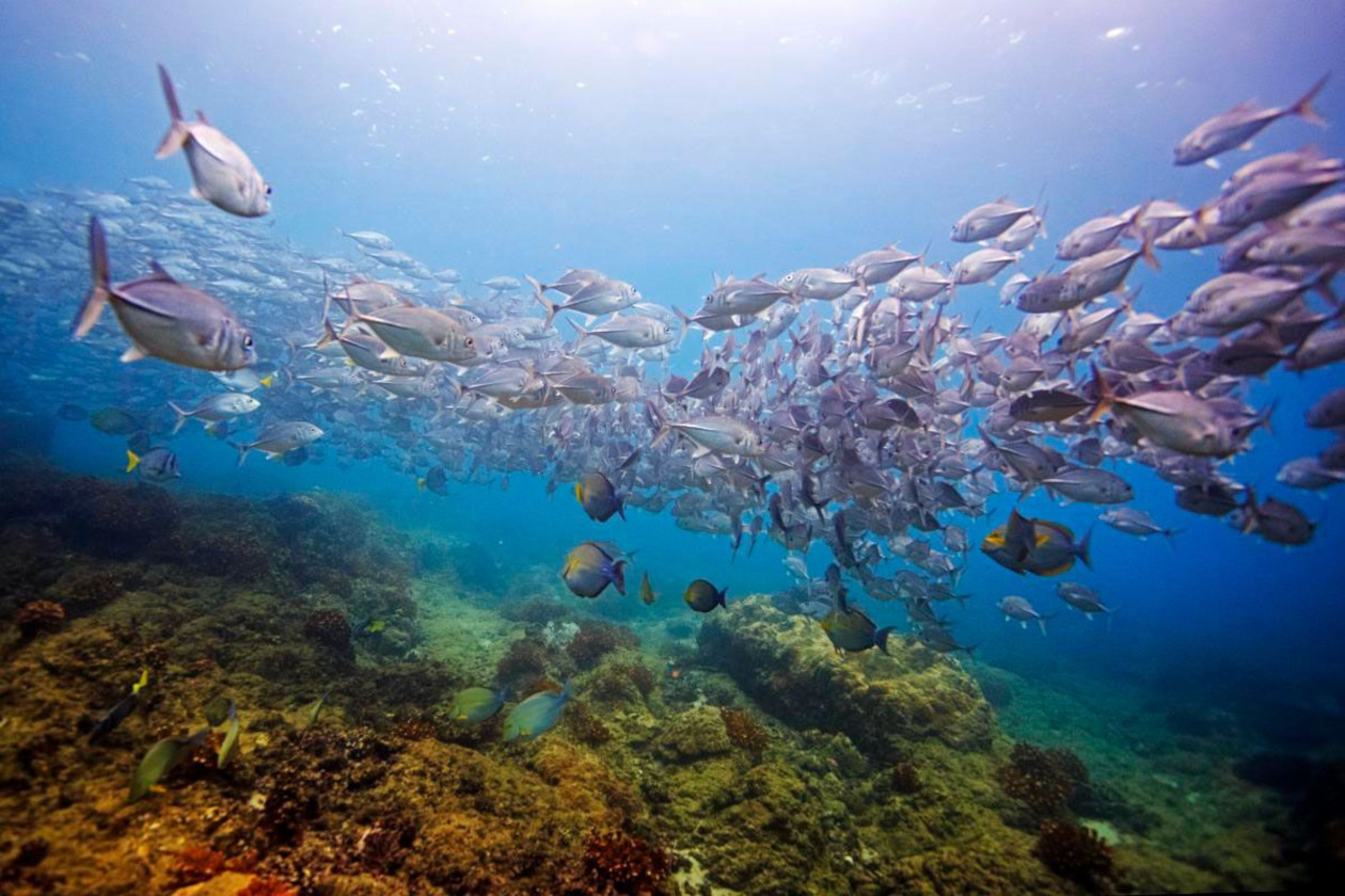 fishes at cano island Costa Rica