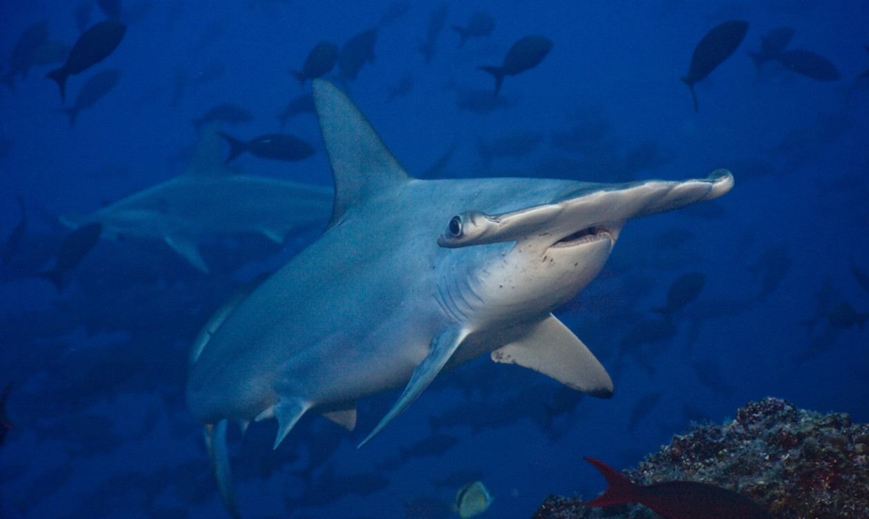hammerhead shark coco island costa rica