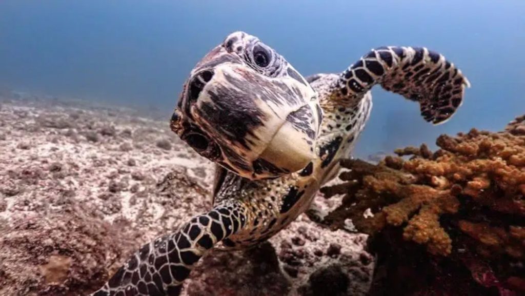 tortuga curiosa