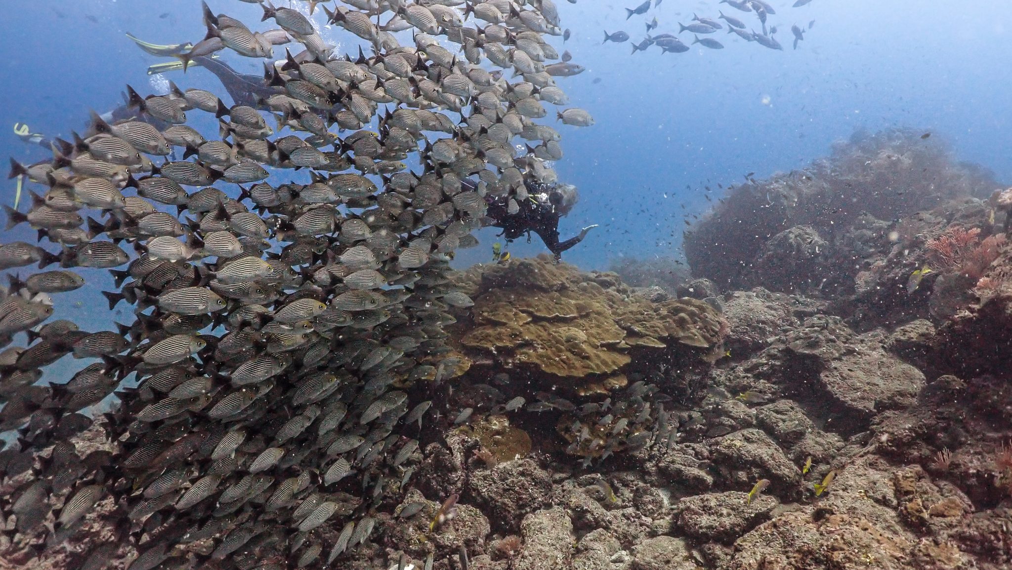 Isla del Caño Reserva Biológica Costa Rica-Información Turística