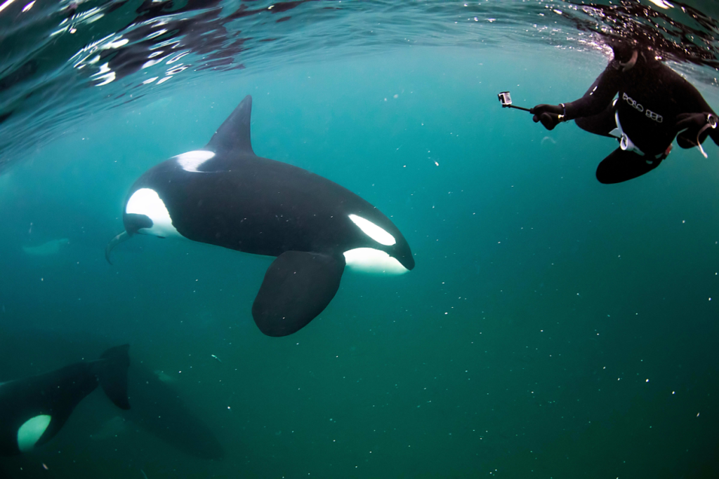 diver filming an orca up close