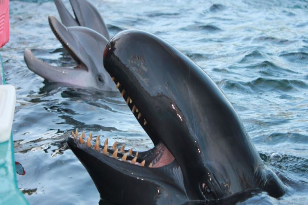 Black orca